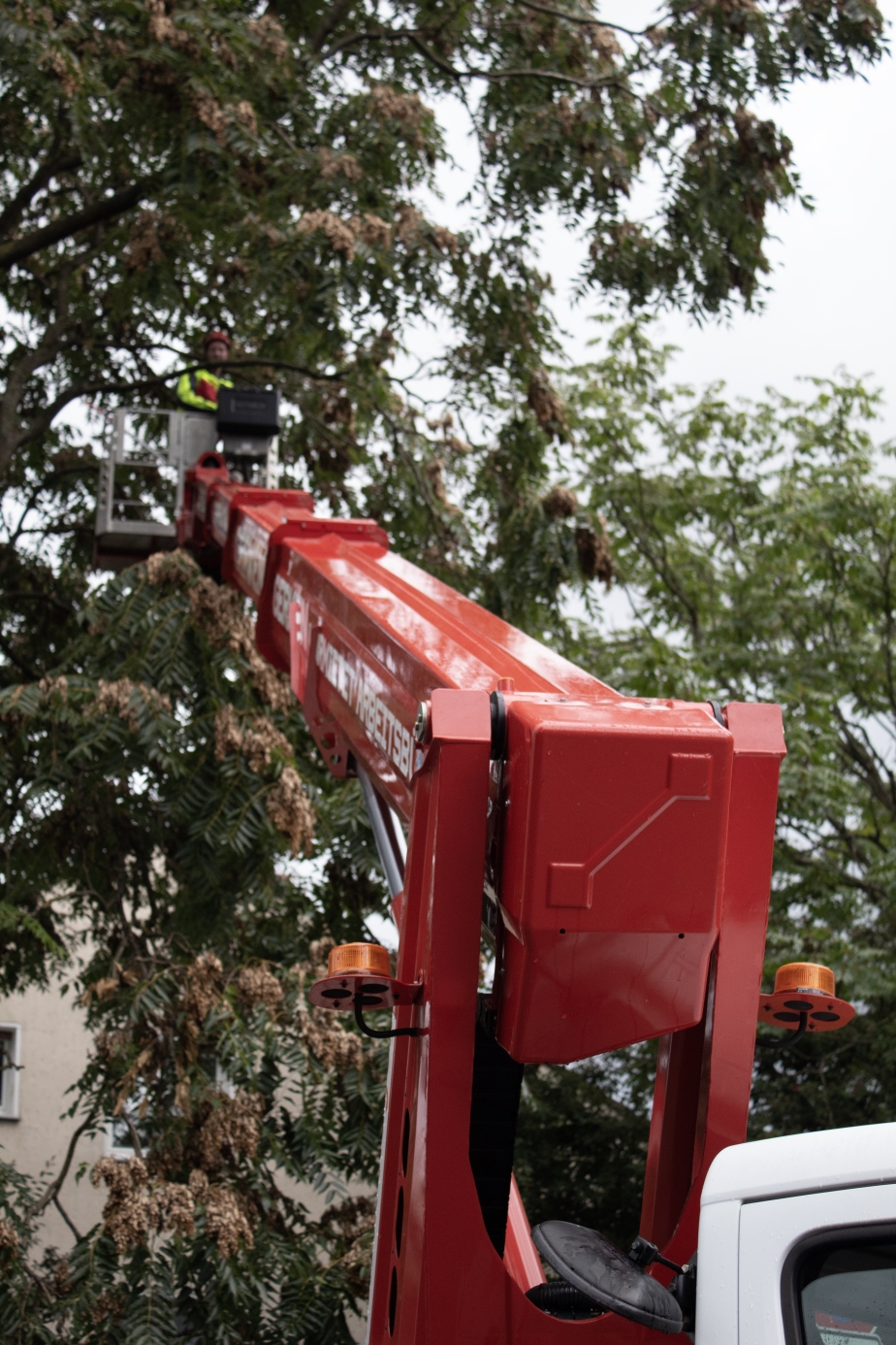 Der RUTHMANN STEIGER Ampero TBR 250 E in der Baumpflege