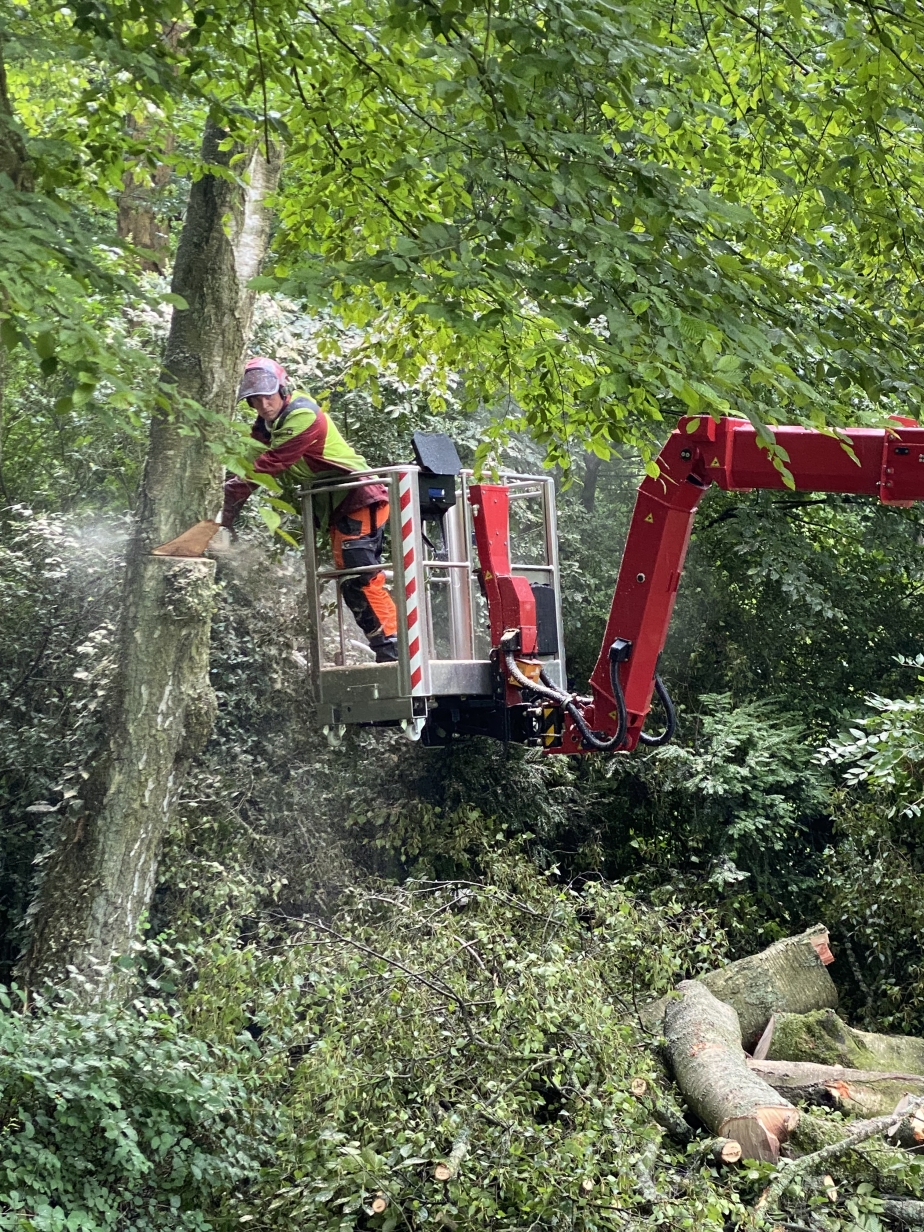 Baumpflege mit dem Raupenarbeitsbühne BLUELIFT ST 31